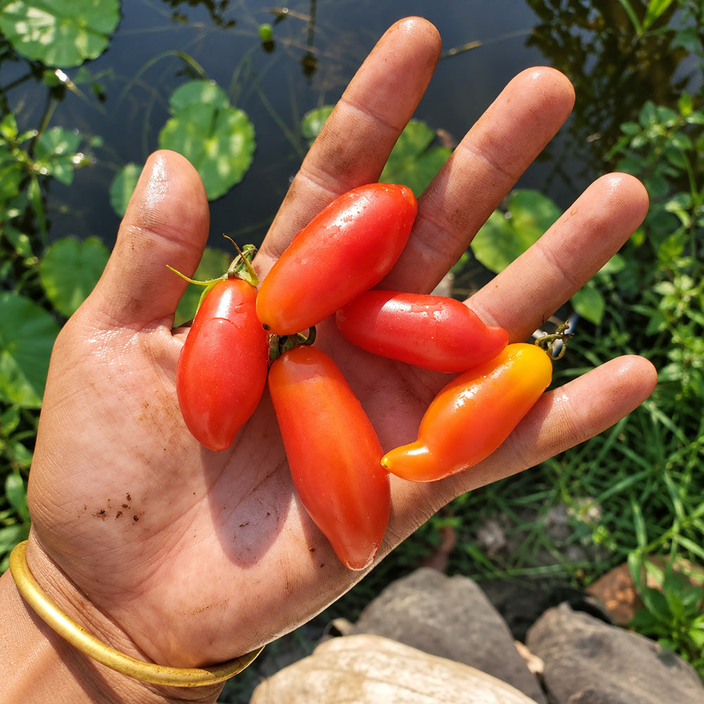 544 Minos Finger Tomato