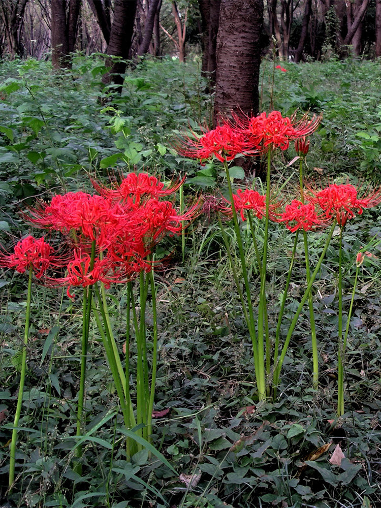 Red Spider Lily