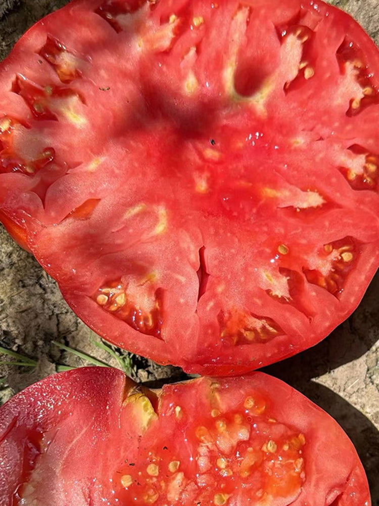 Red Brandywine Beefsteak Tomato