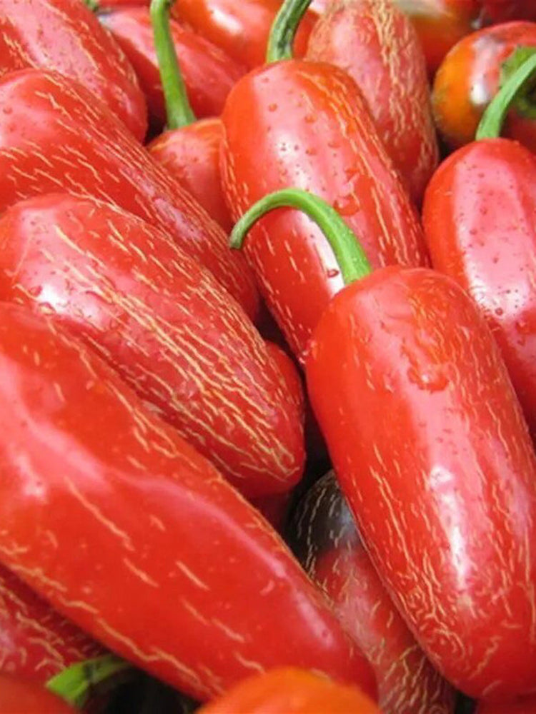 Mexican Chili Pepper