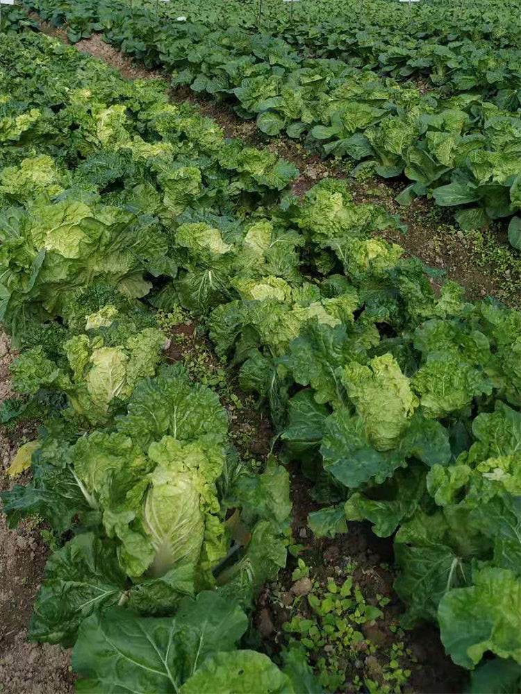 'Dongjia Chunguan' Chinese Cabbage