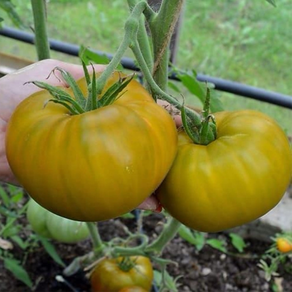 650 Malachite Tomato
