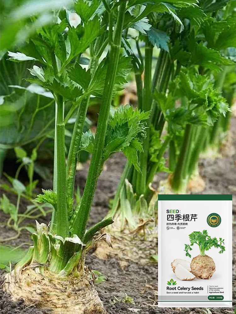 Celeriac 'Giant Prague' (Apium graveolens var. rapaceum)