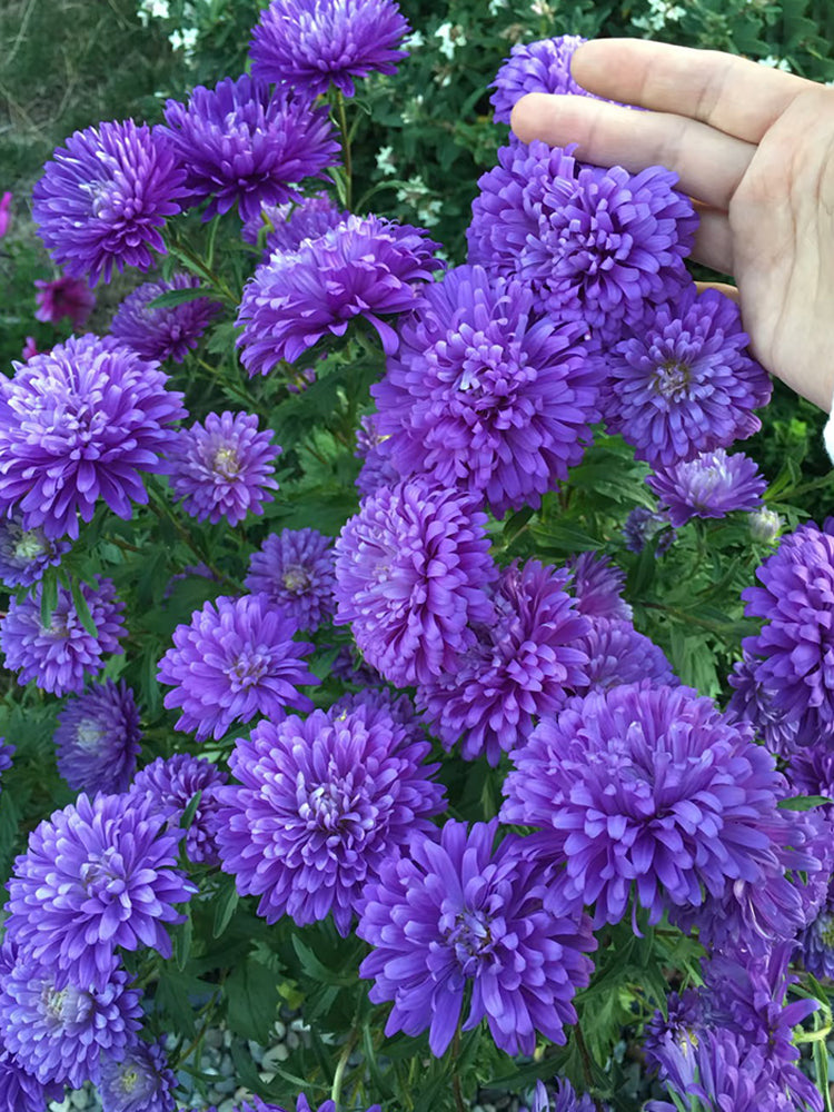 'Maiden Series' Blue China Aster