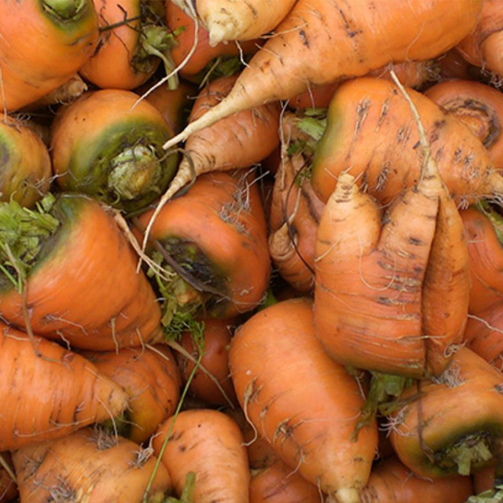 U2225 Oxheart Carrot