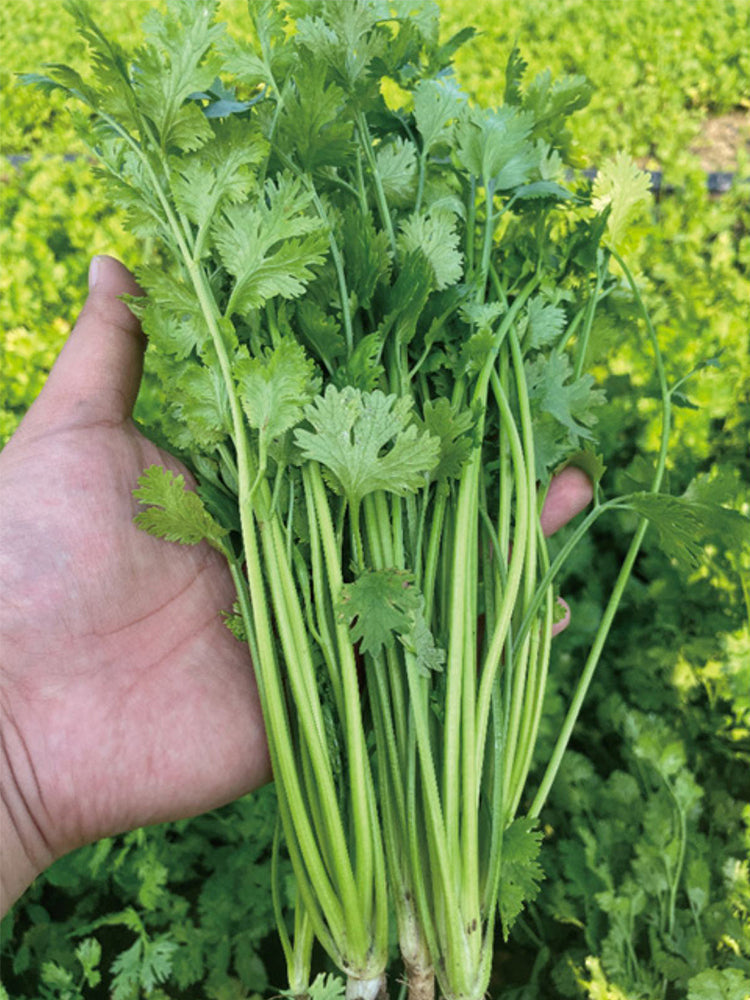 Heat-Tolerant Cilantro