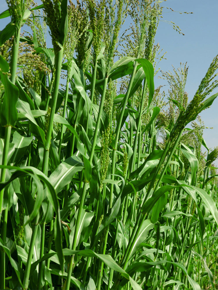 High-Sugar Sweet Sorghum