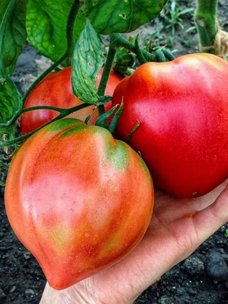 Russian Pink Oxheart Tomatoes