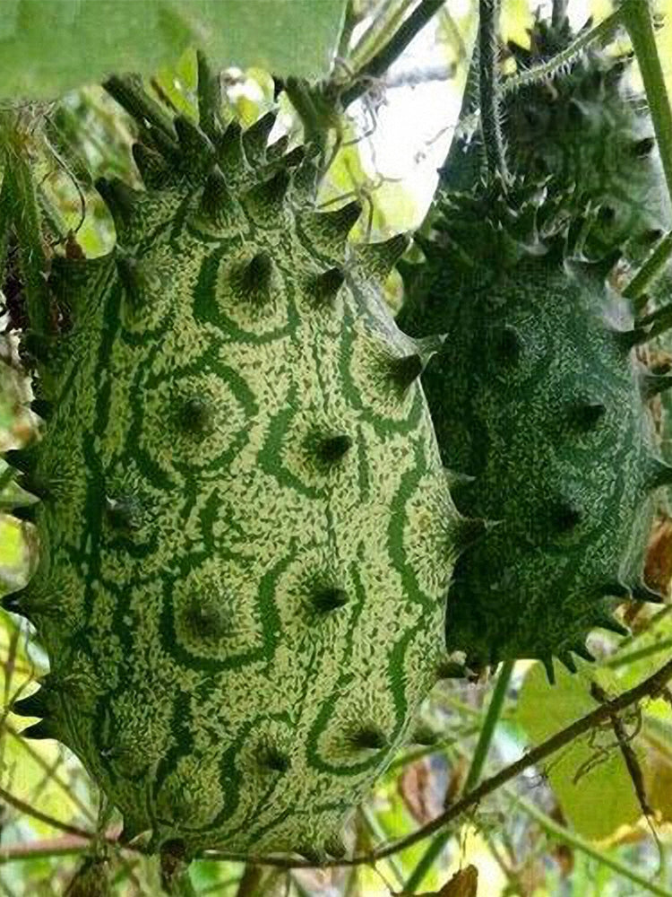 Kiwano Melon