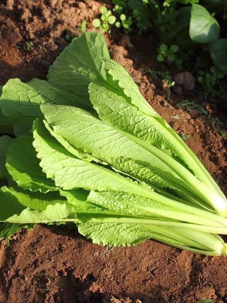 Four Seasons Bok Choy