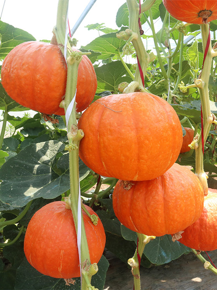 Golden Honey Pumpkin