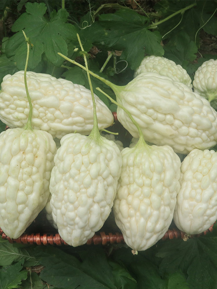 Apple-Type Bitter Melon