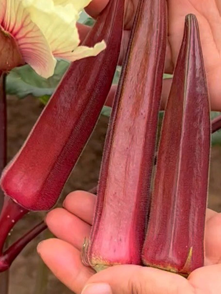 Fruit Red Okra