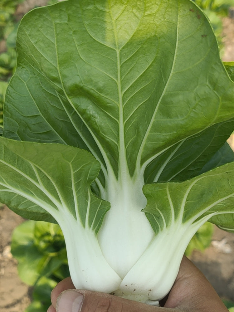 'Huanghe 437' Bok Choy