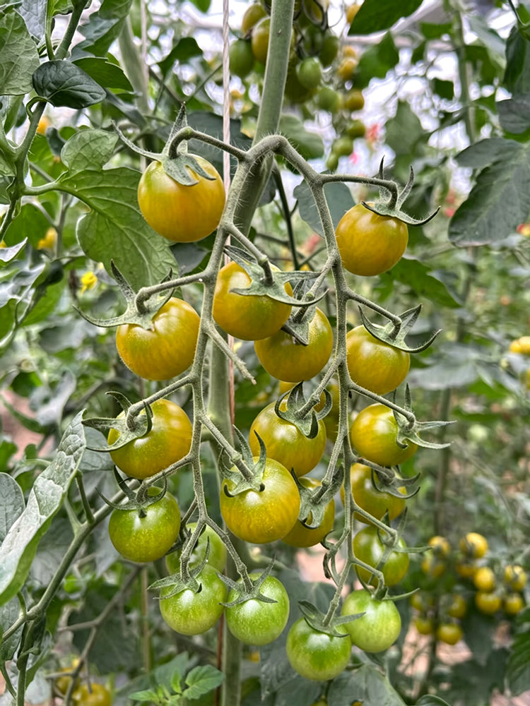Dream Green Sweet No. 3 F1 Tomato
