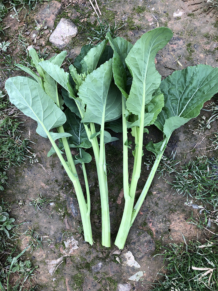 Lvyou No.10 Youcaitai (Chinese Flowering Cabbage)