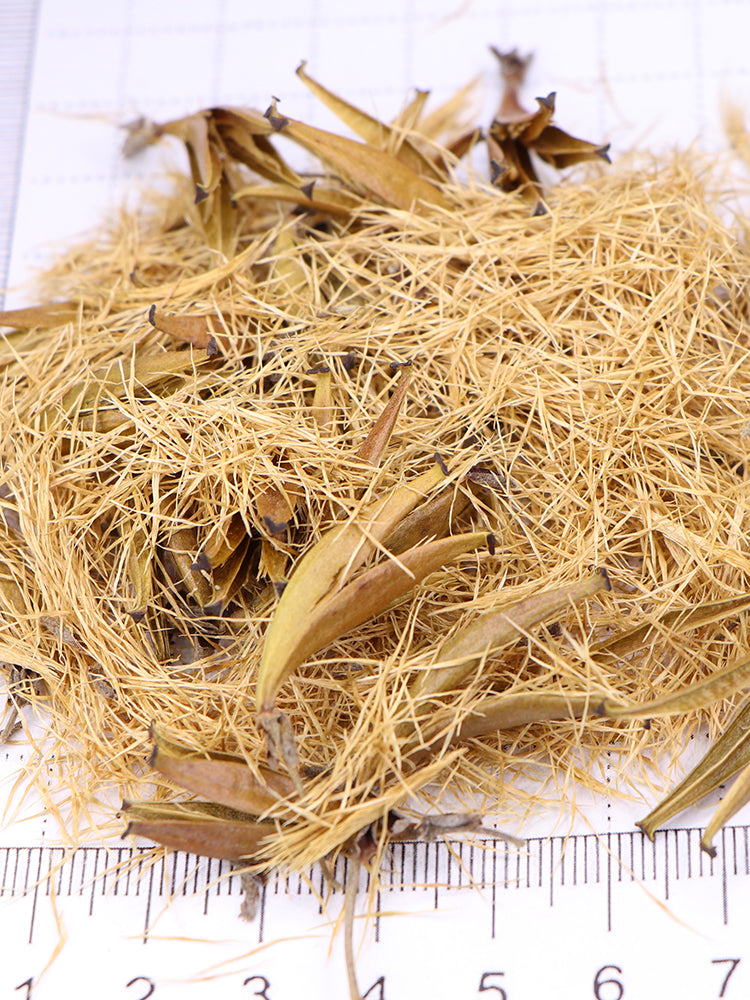 Nepenthes mirabilis Seeds Mixed