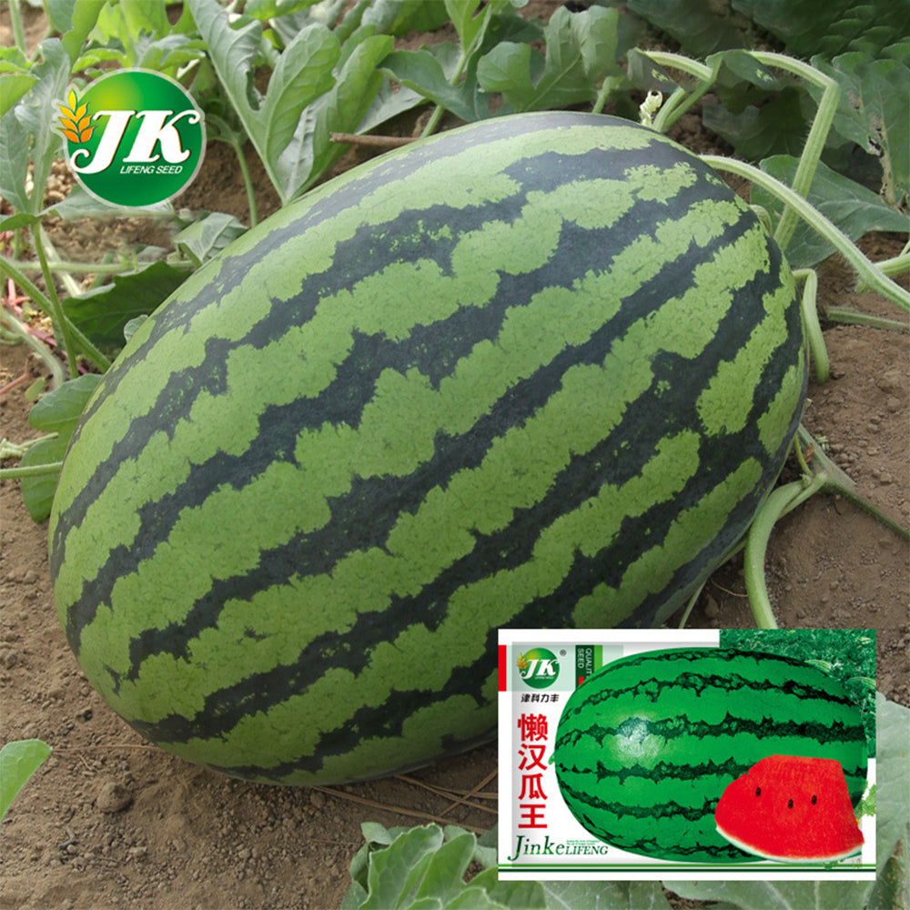 5 Bags (30 Seeds / Bag) of 'Idler King' Watermelon Seeds