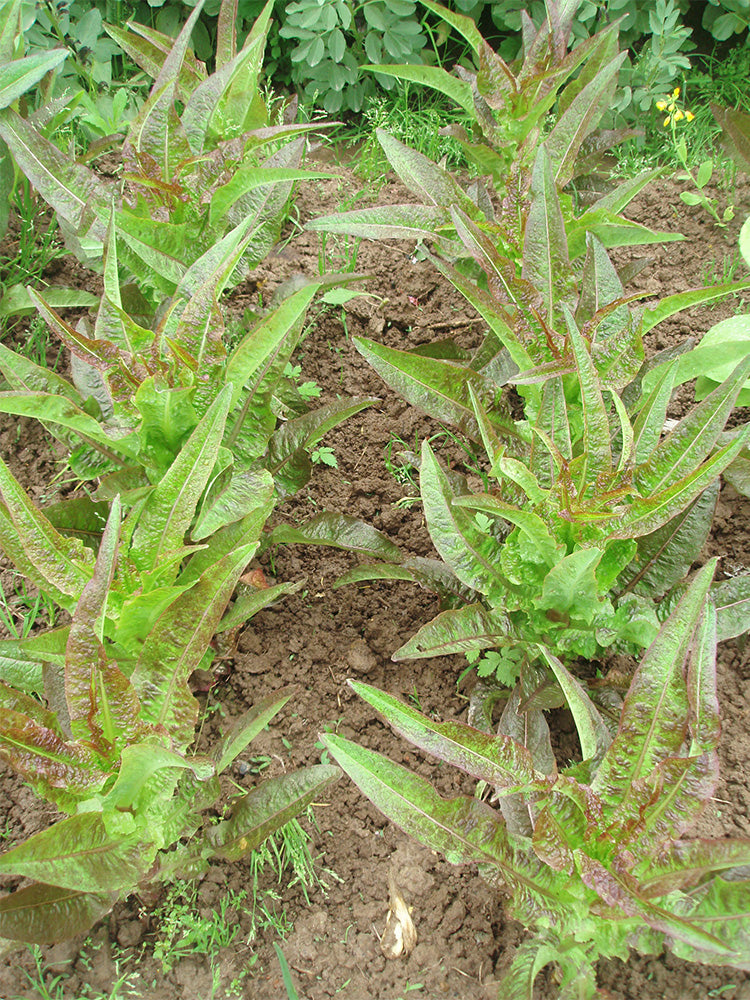 'Jiemei' Pointed-Leaf Red Celtuce