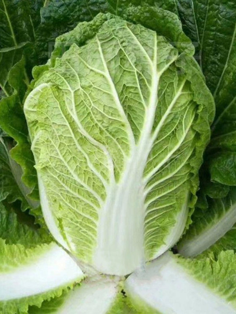 'Shuyue 601' Chinese Cabbage