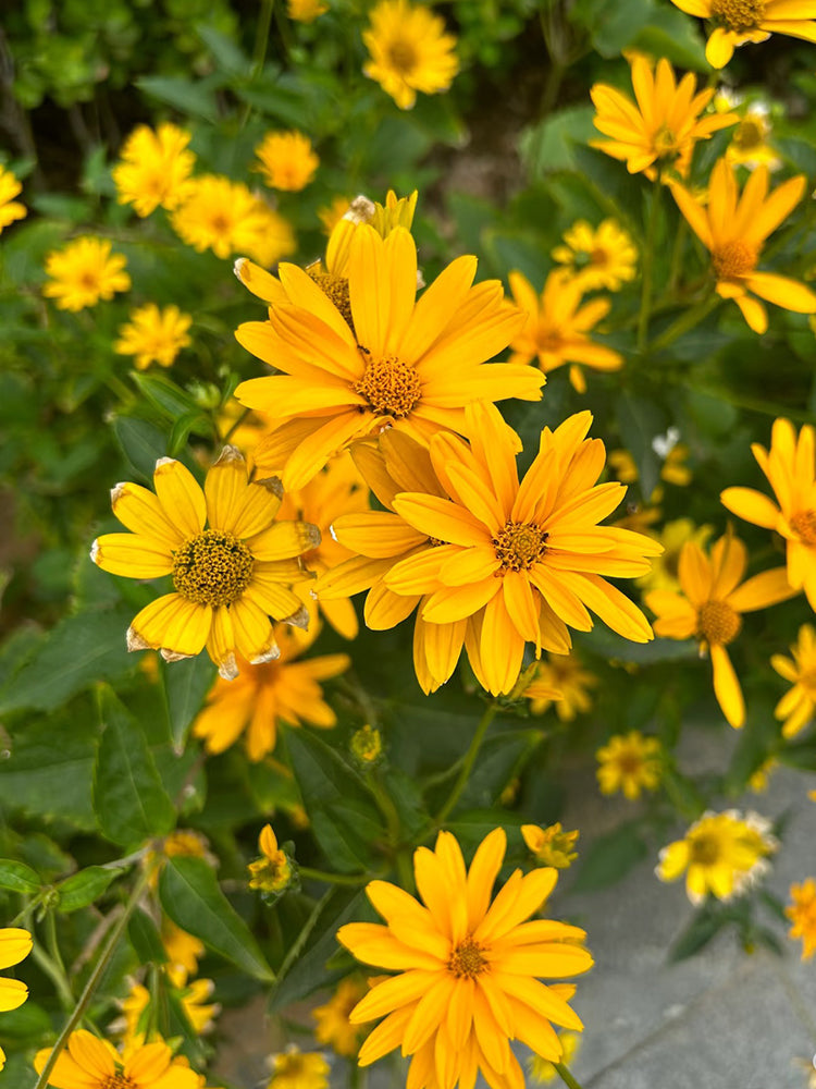 Heliopsis helianthoides