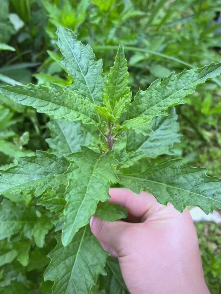 Chenopodium ambrosioides