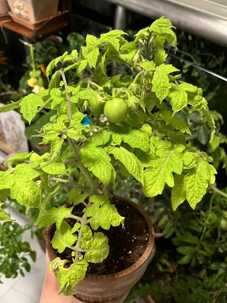 'Tigerette Cherry Yellow' Tomato