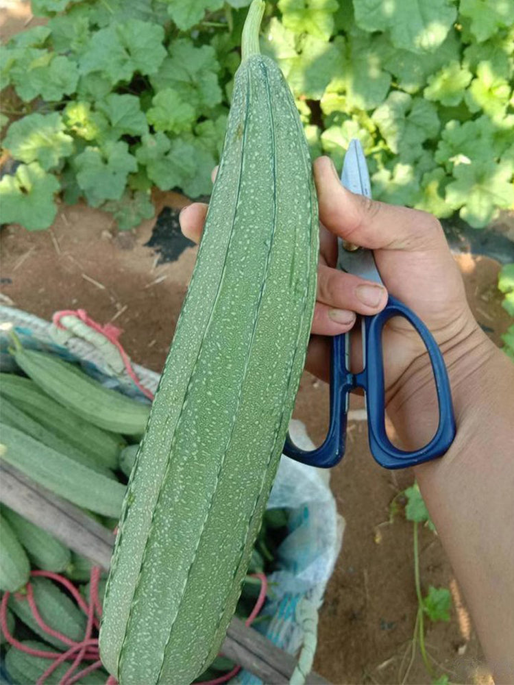 Yuanhua No.1 Large-fleshed Spotted Luffa