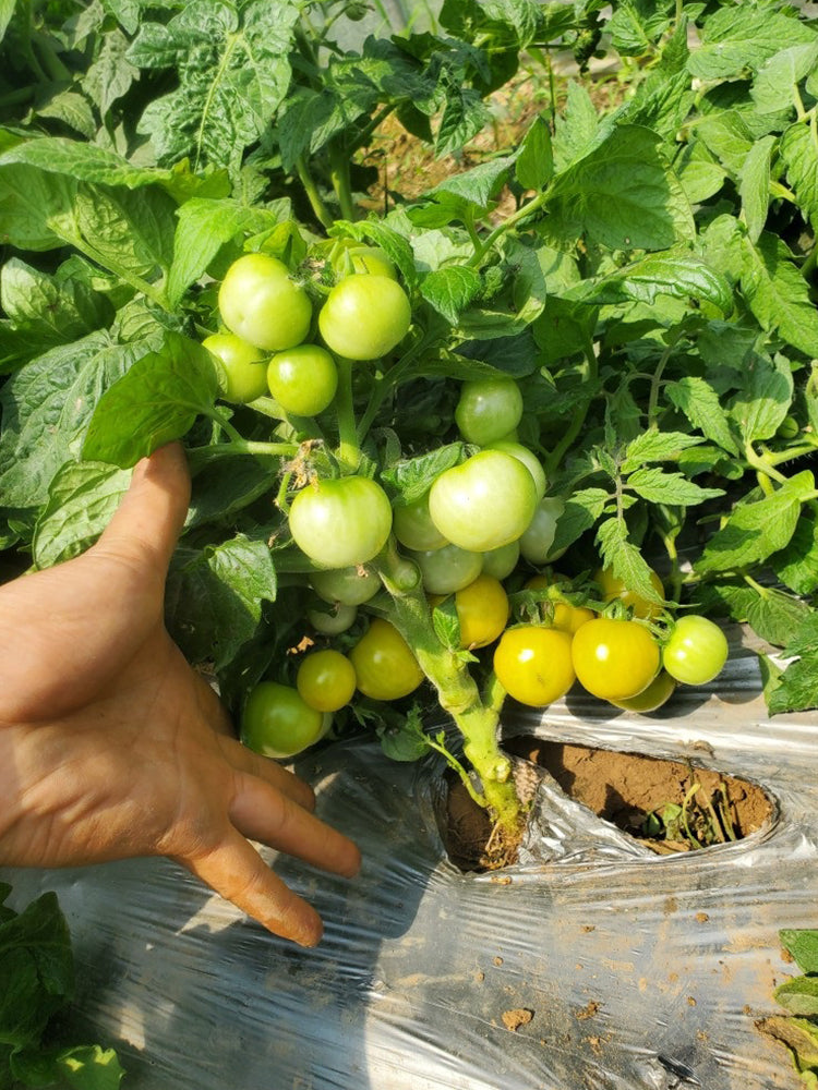 'Fat Frog' Micro Dwarf Tomato