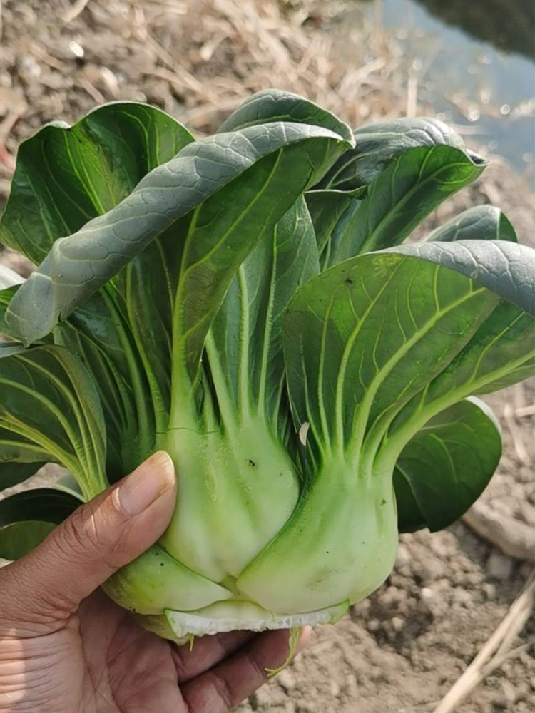 'Black General' Bok Choy