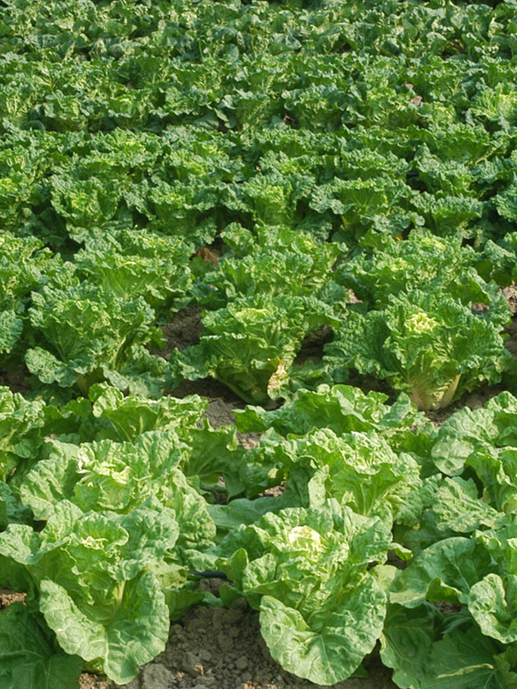 Maye Hot Pot Chinese Cabbage, Nutritious and Delicious