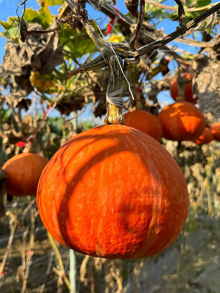 Longxindan Pumpkins