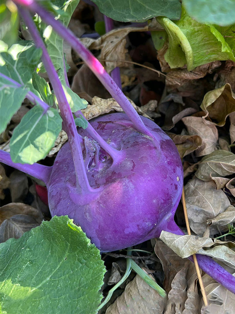 Jinchuan Purple Crown Kohlrabi