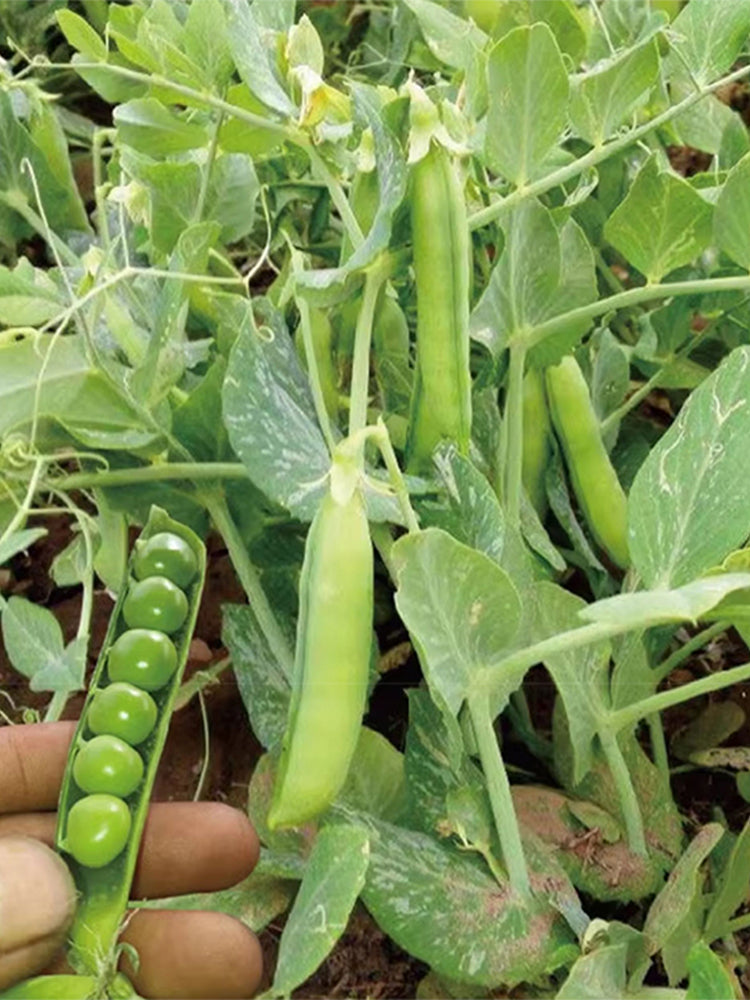 'Cherry Blossom' Snap Pea