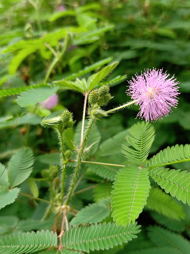 Sensitive Plant (Mimosa pudica L.)