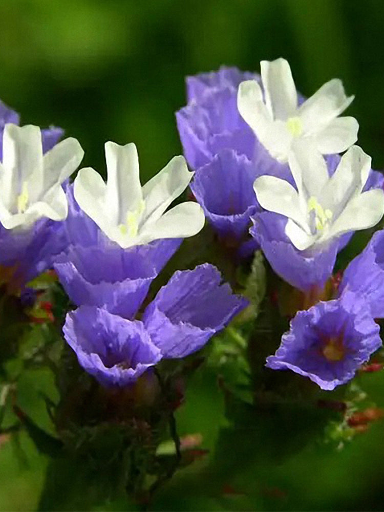 Blue Wavyleaf Sea Lavender (Limonium sinuatum)