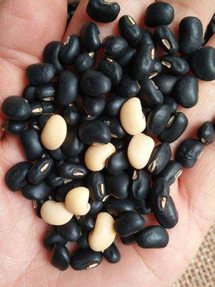 Black Cowpea