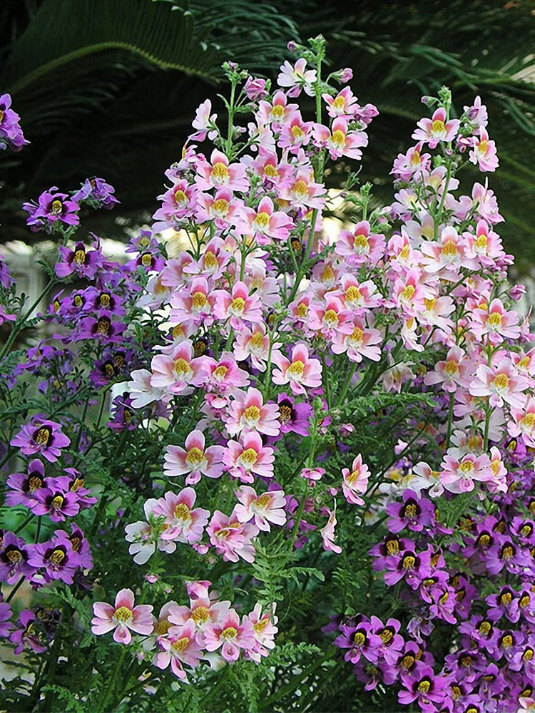Poor man's Orchid (Schizanthus pinnatus)