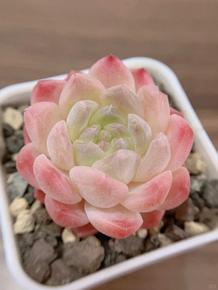 Echeveria cv. 'Moon Star'