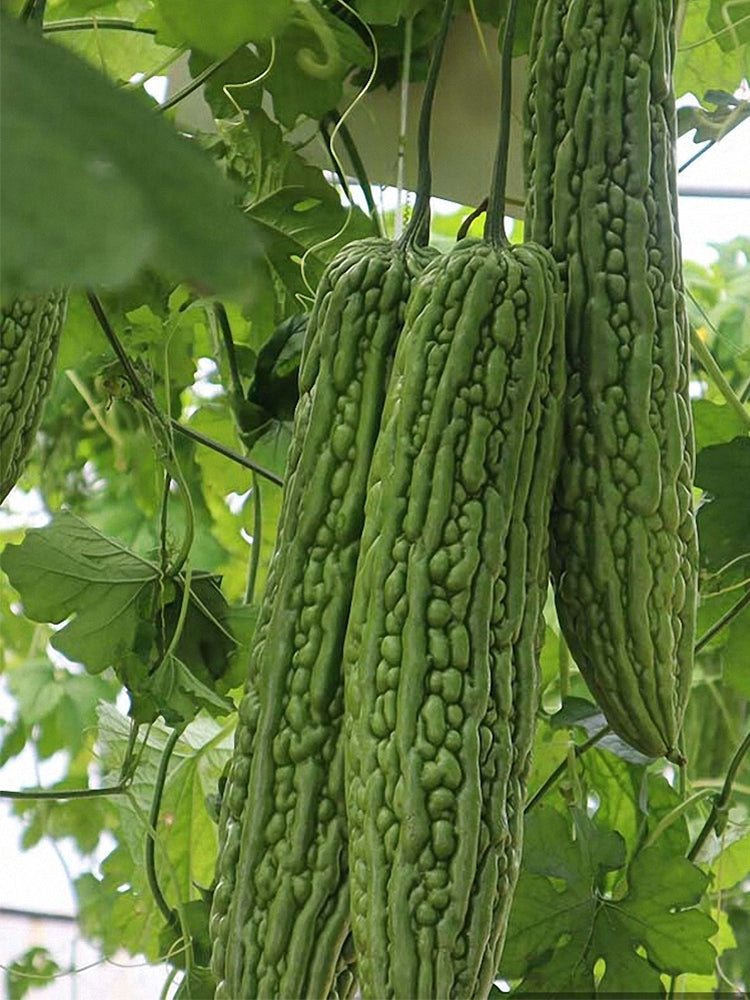 Green Dragon Bitter Melon