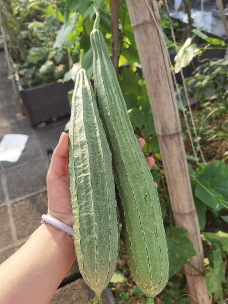 Yuanhua No.1 Large-fleshed Spotted Luffa