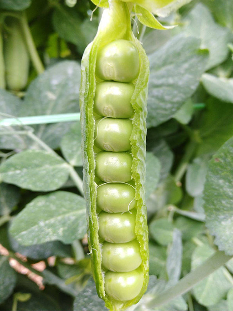 'Cherry Blossom' Snap Pea