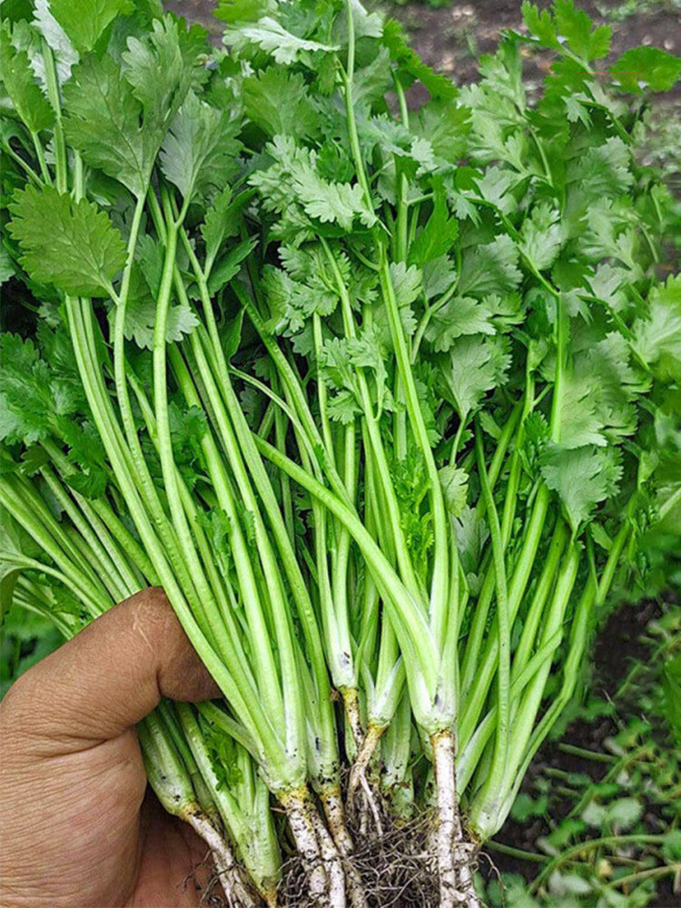 Farmer's Small-Leaf Cilantro