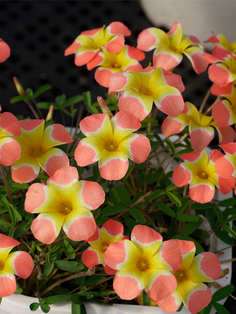Oxalis obtusa Series Bulb - 'Pale Yael'