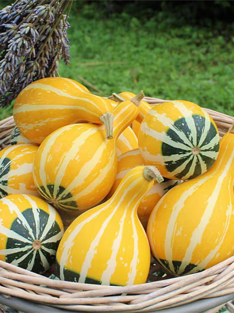 Little Rascal Gourd