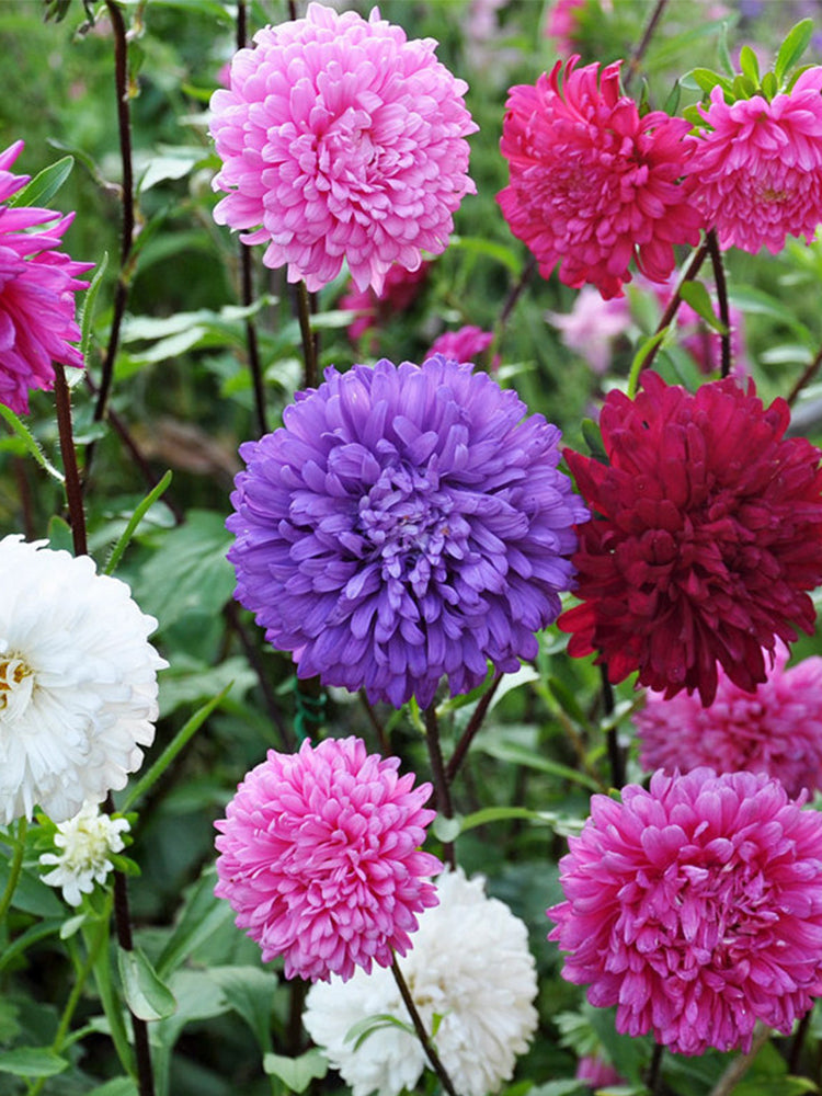 Hezhichun Mixed Color China Aster