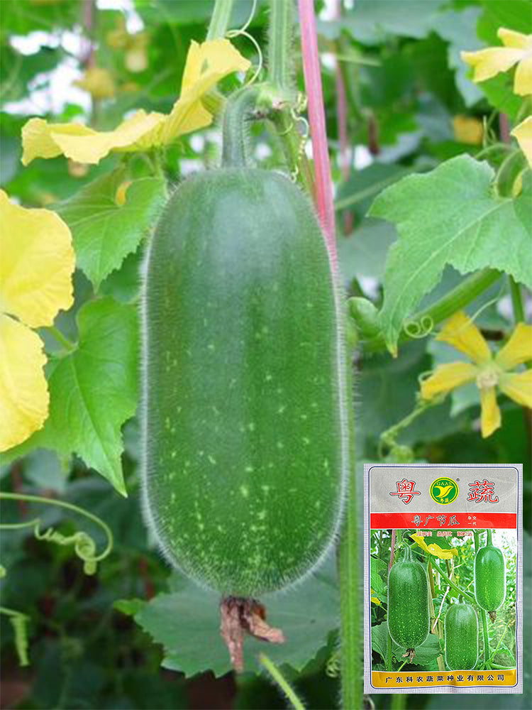 Yueguang Wax Gourds