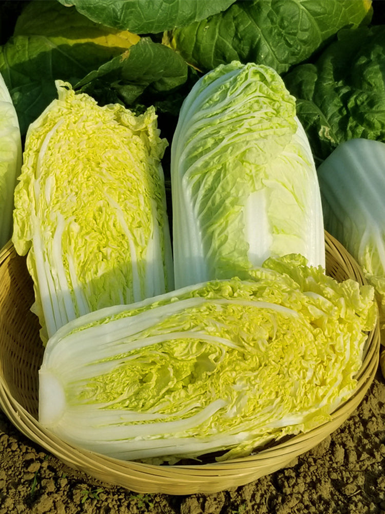 Quanfu Baby Cabbage