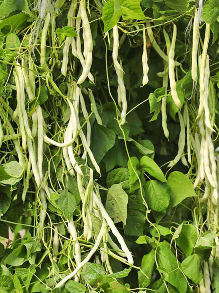 Huajun No.9 Kidney Beans