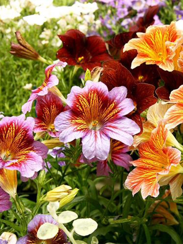 Painted Tongue (Salpiglossis sinuata)
